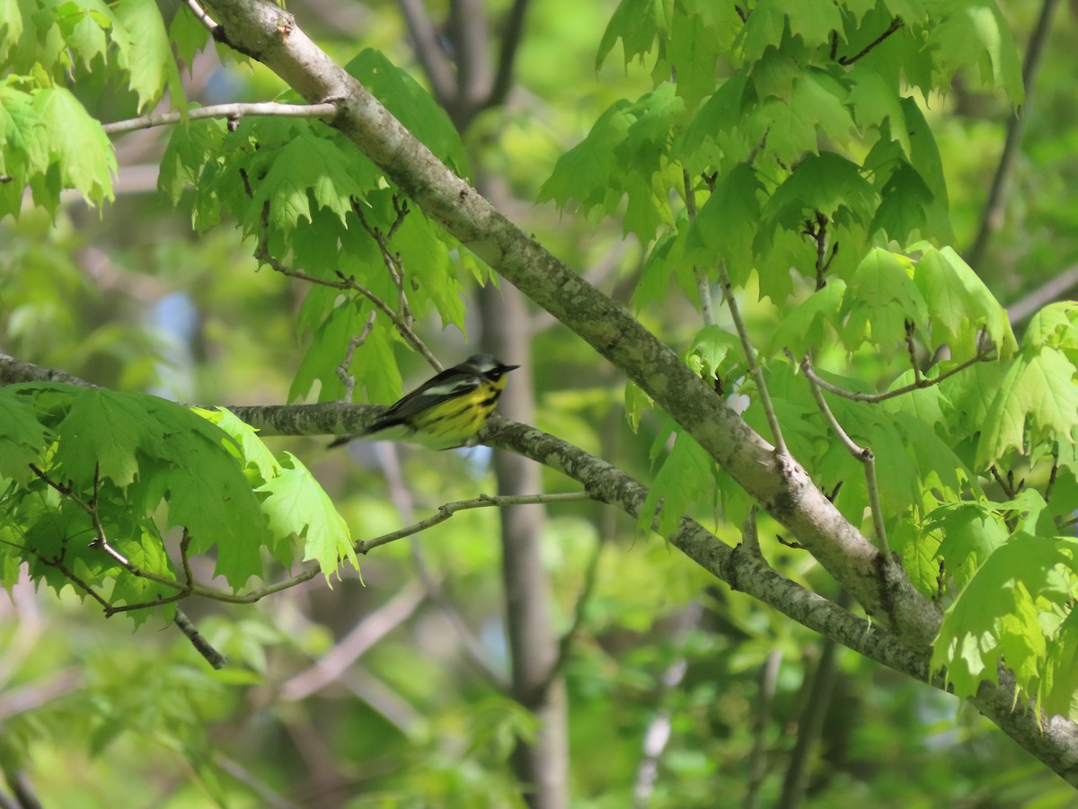 Magnolia Warbler - ML635830190