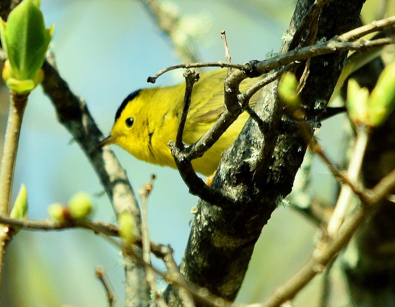 Wilson's Warbler - ML635830208