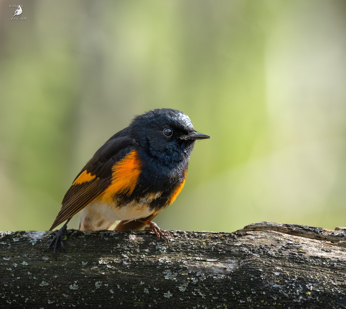 American Redstart - ML635830221