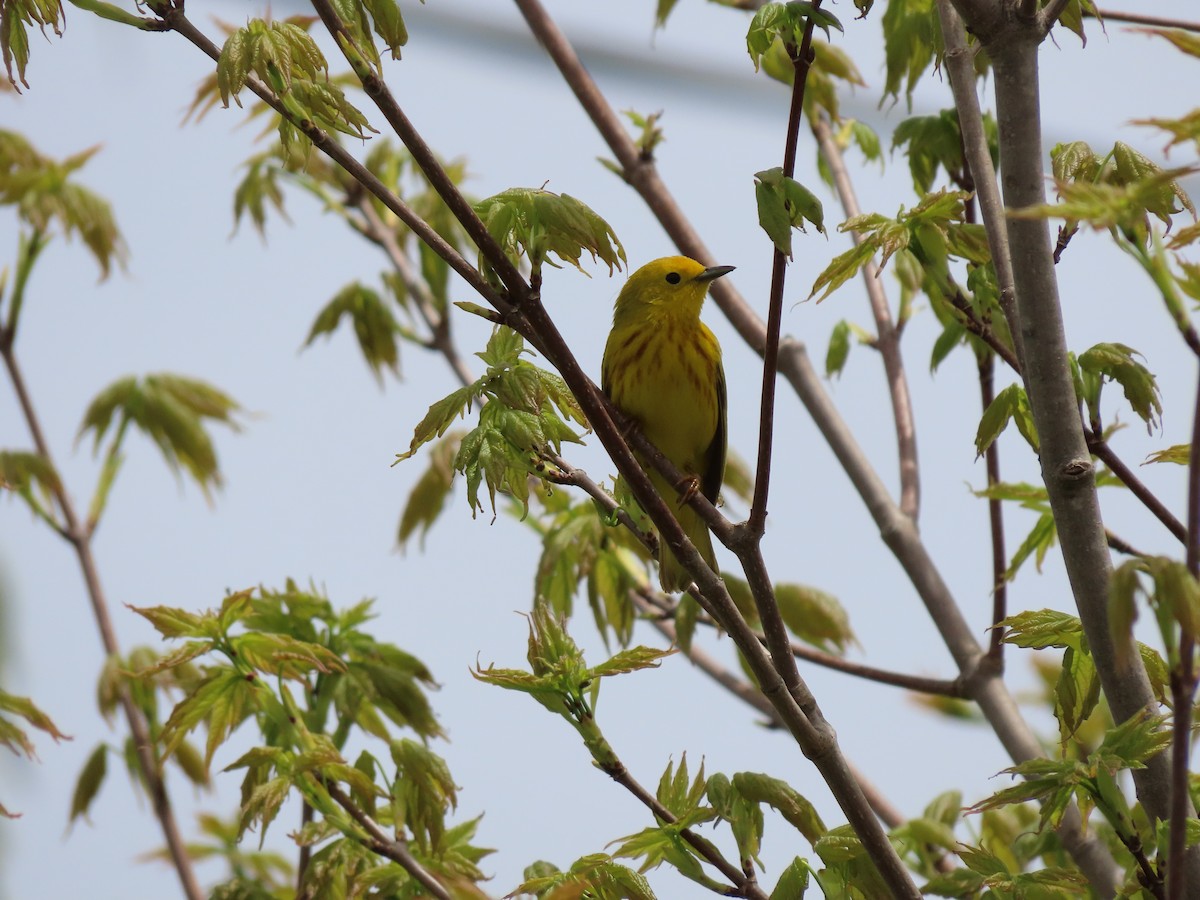 Yellow Warbler - ML635830224