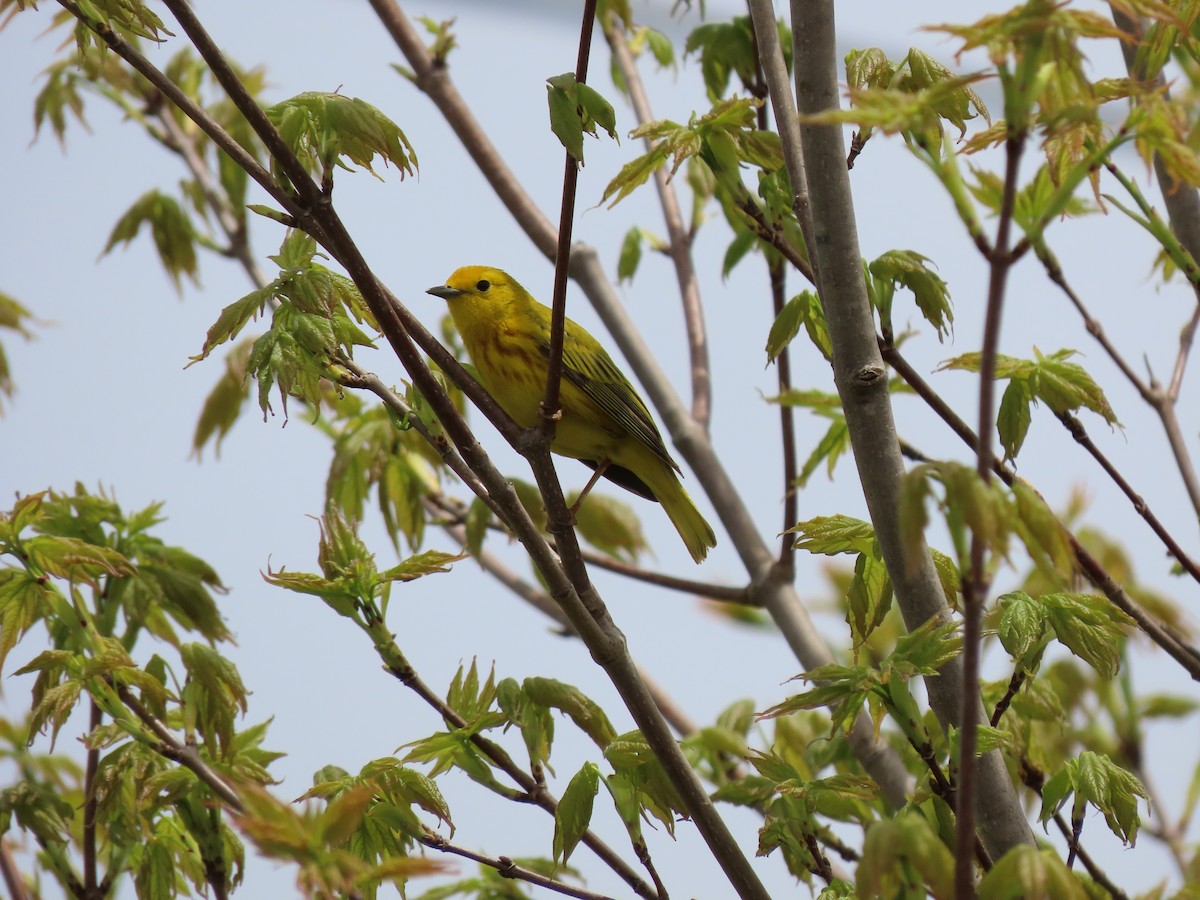Yellow Warbler - ML635830234