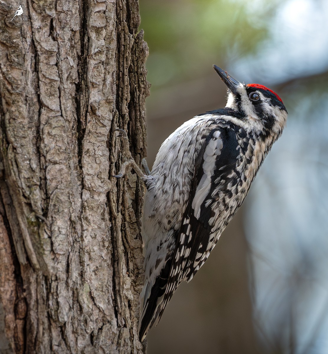 Yellow-bellied Sapsucker - ML635830256