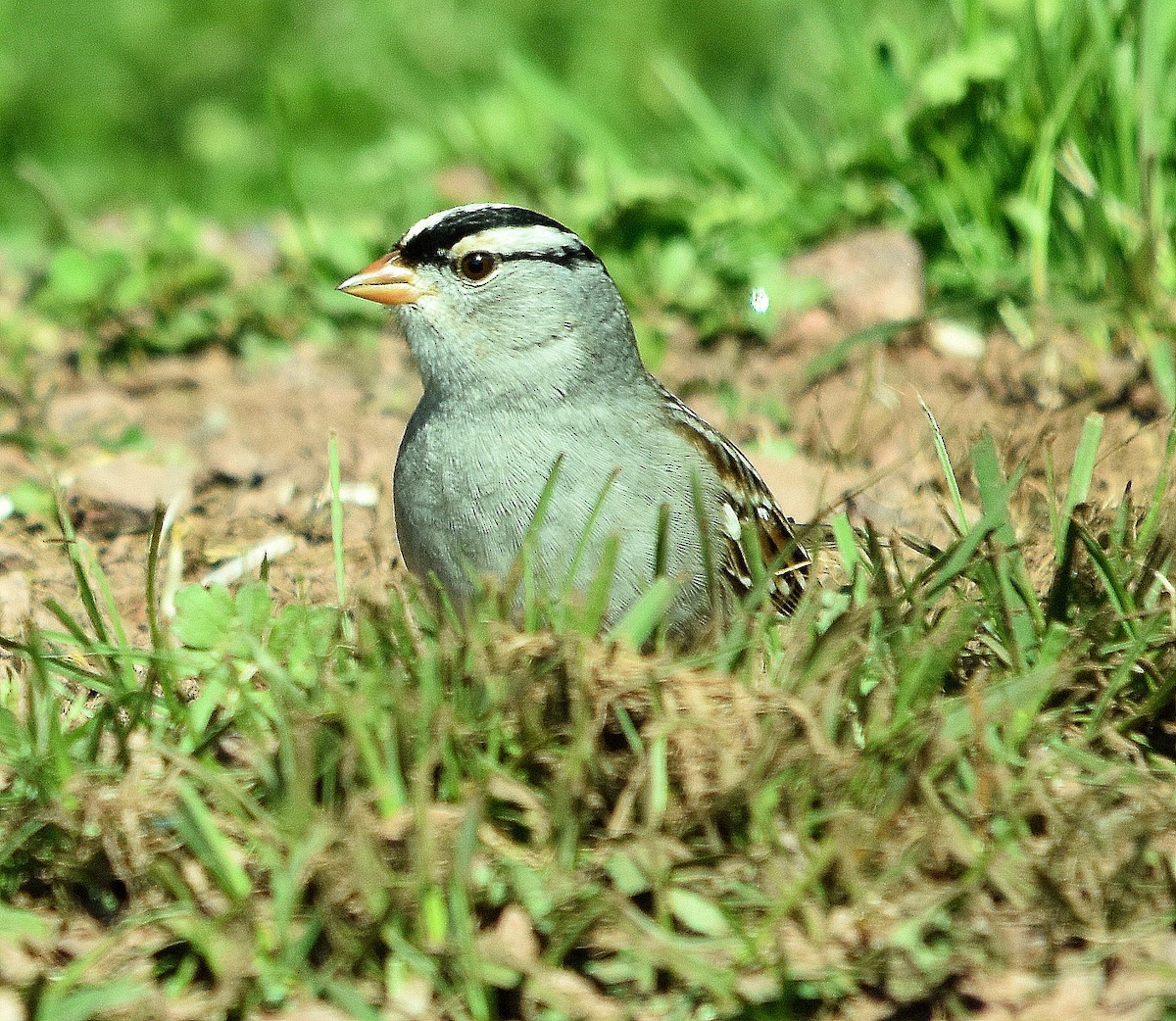 White-crowned Sparrow - ML635830285