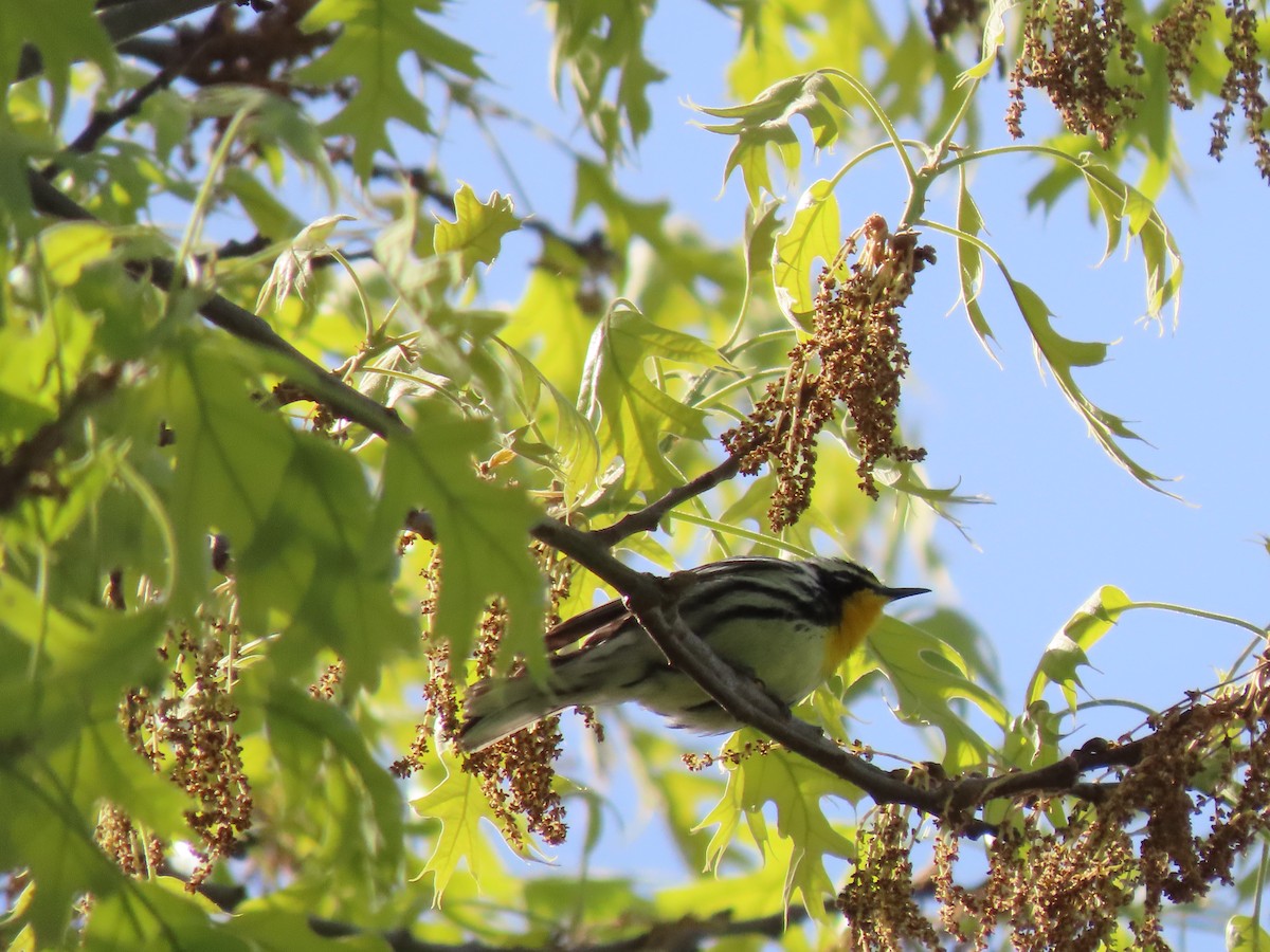 Yellow-throated Warbler - ML635830291