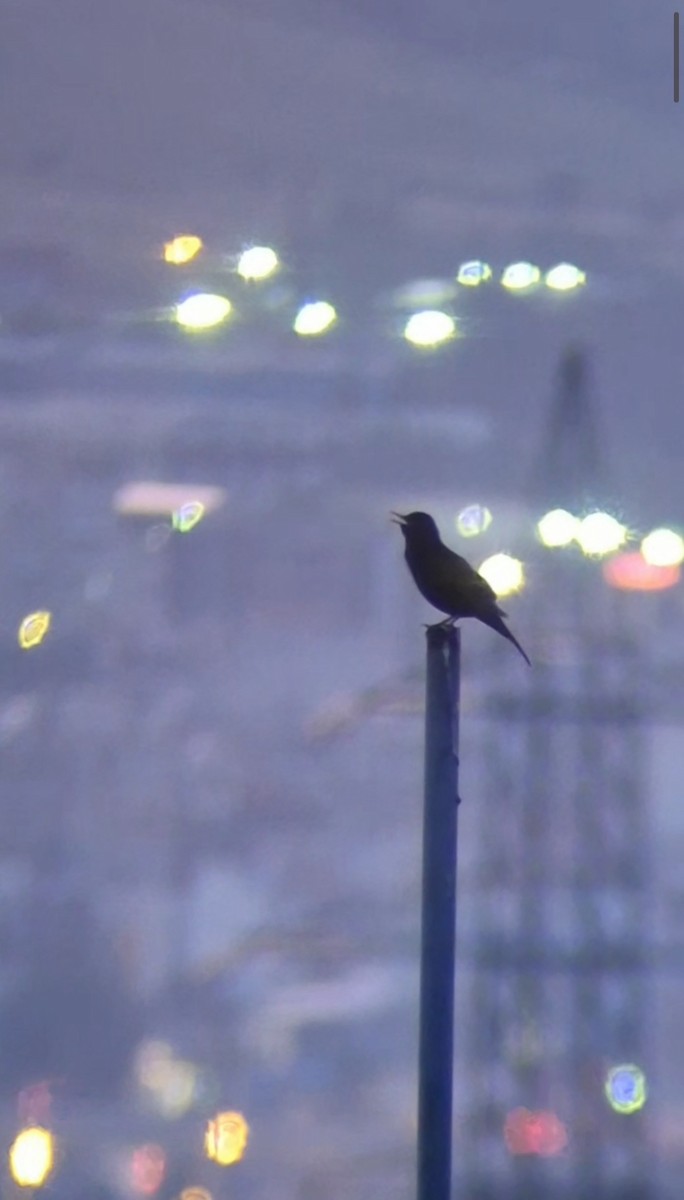 Eurasian Blackbird - ML635830322