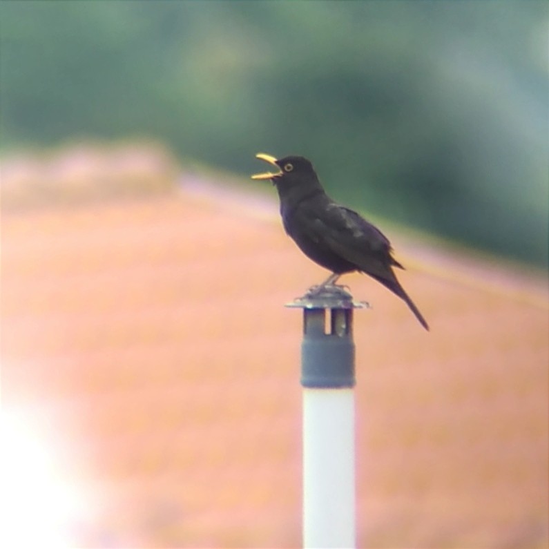 Eurasian Blackbird - ML635830323