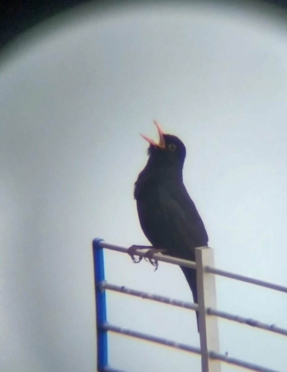 Eurasian Blackbird - ML635830324