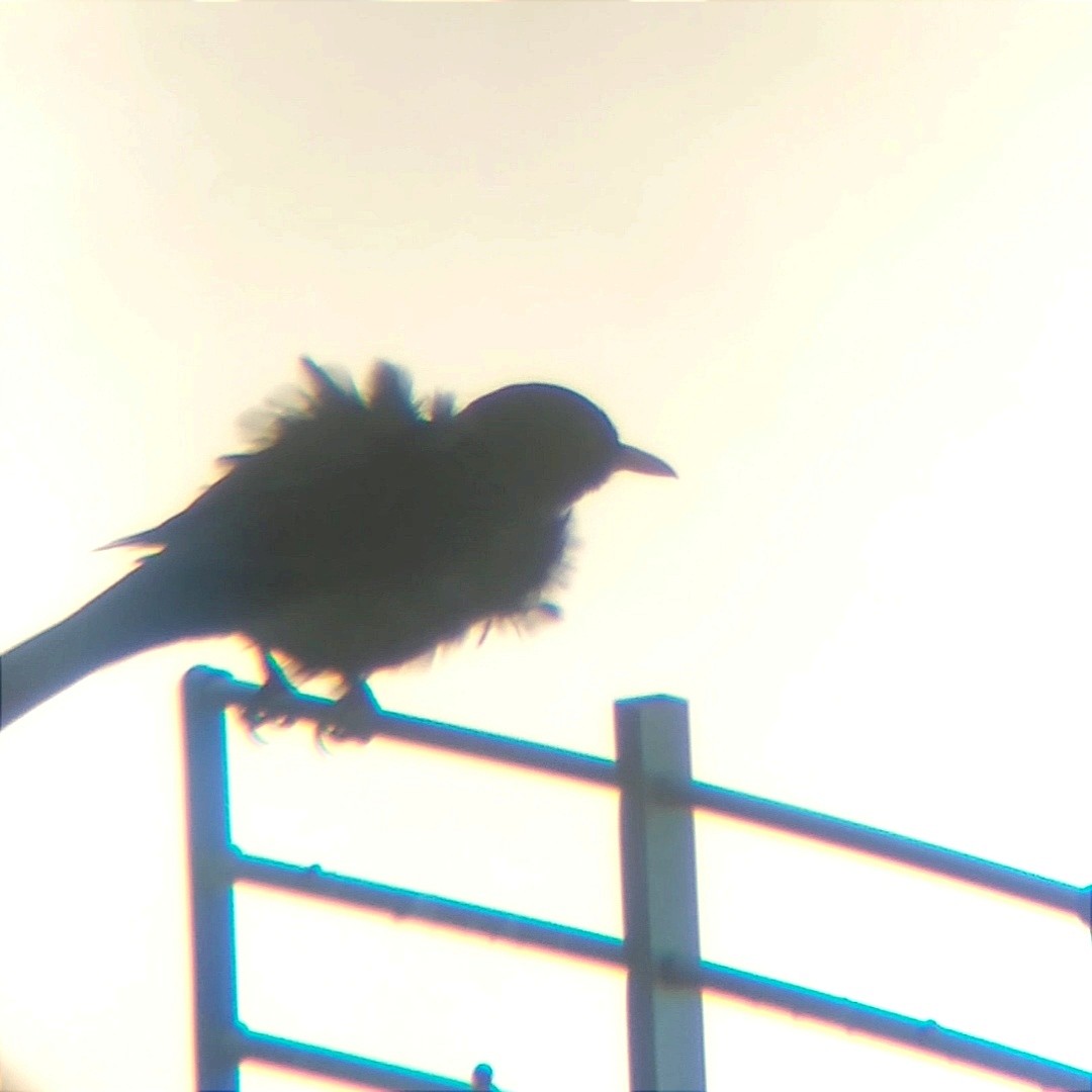 Eurasian Blackbird - ML635830326