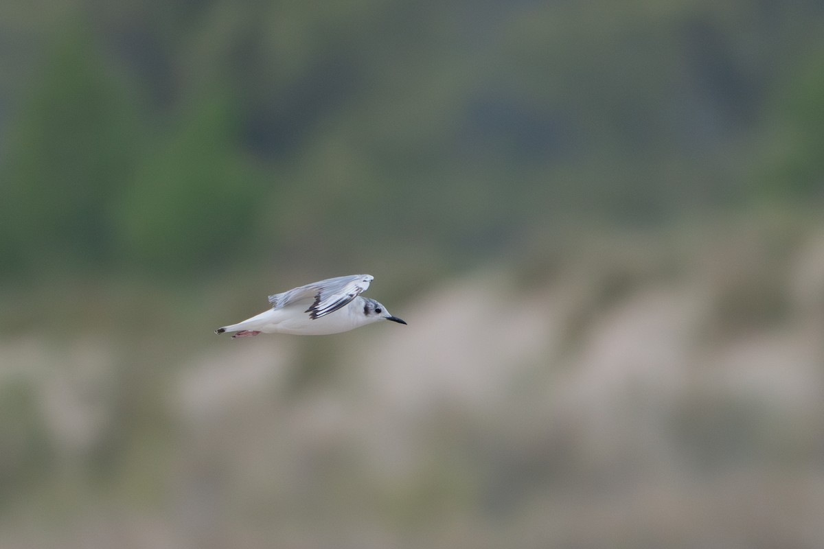 Bonaparte's Gull - ML635830386
