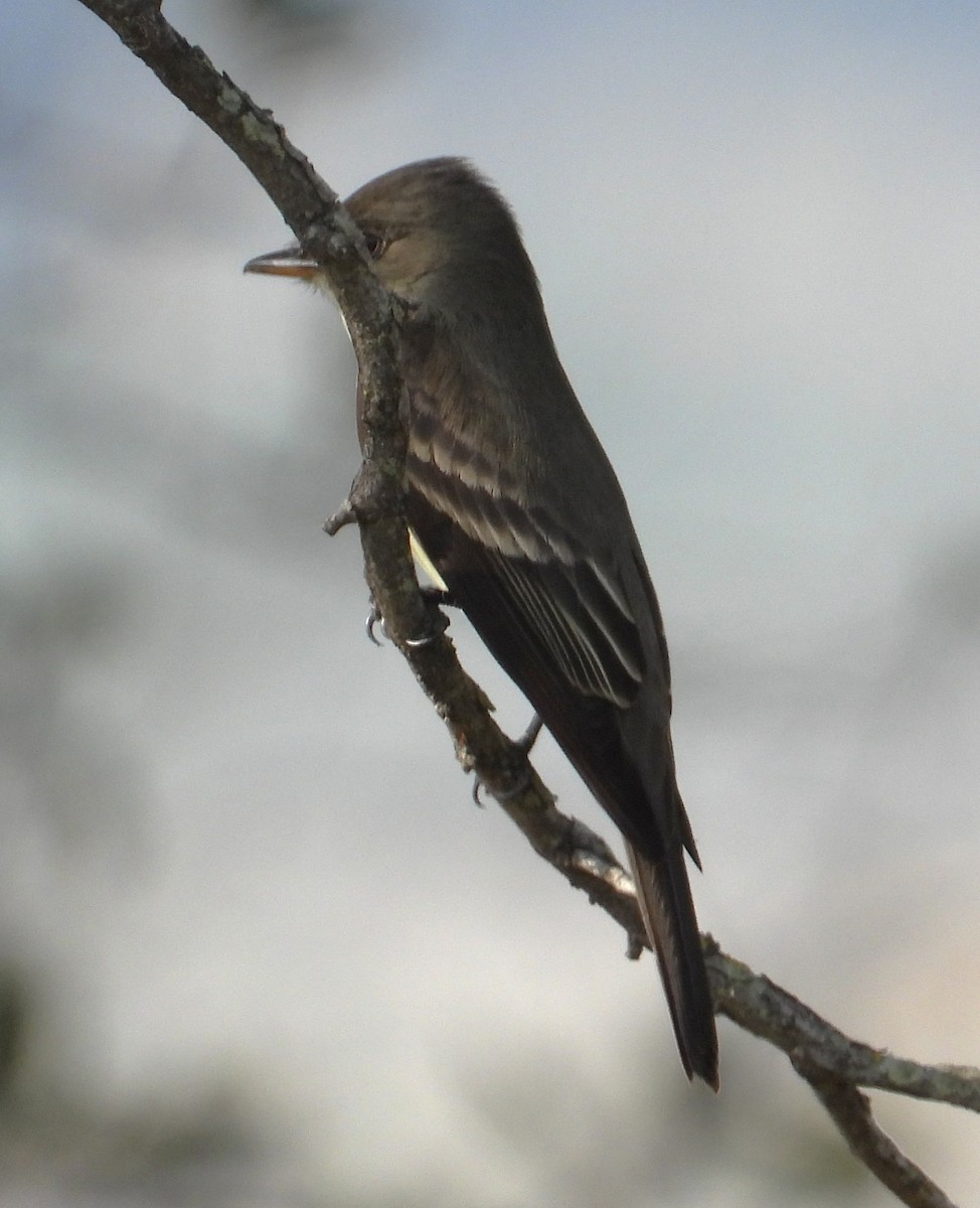 Eastern Wood-Pewee - ML635830425