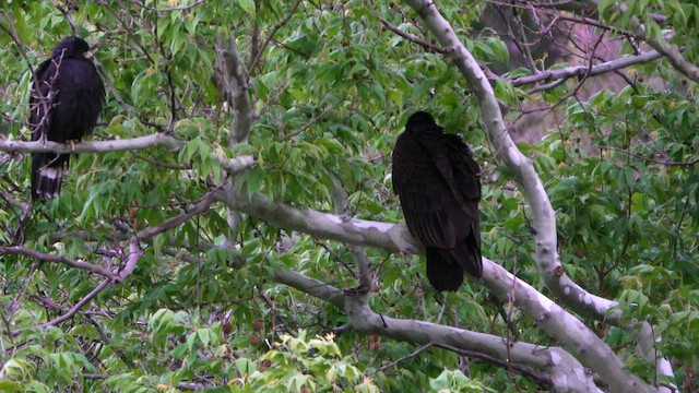 Turkey Vulture - ML635830440