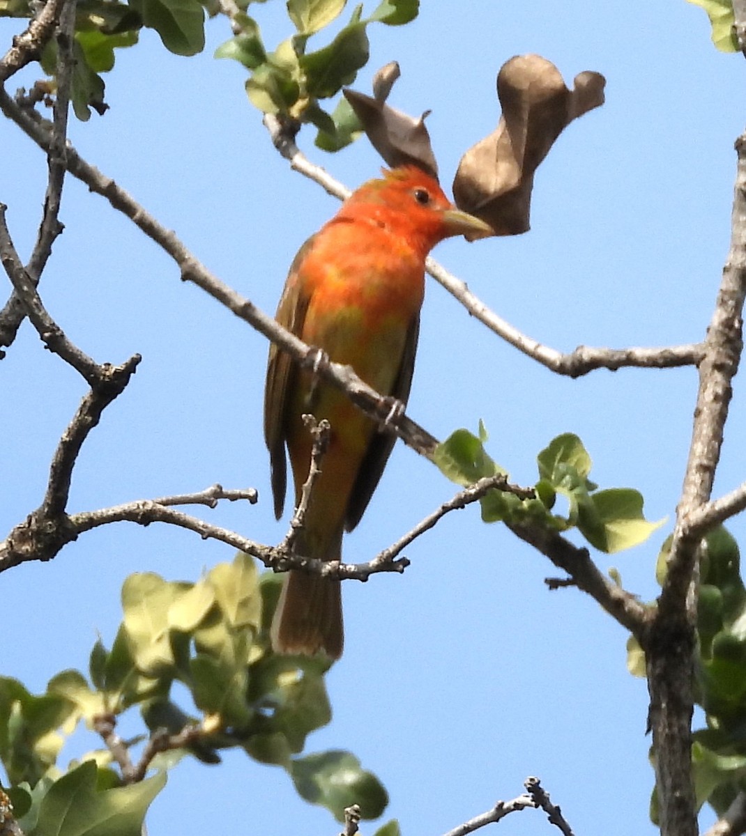 Summer Tanager - ML635830549