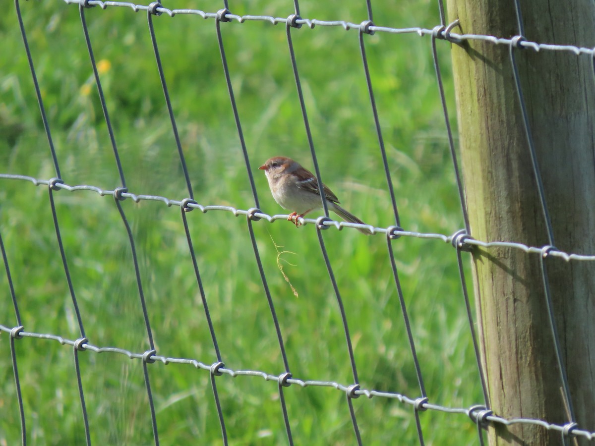 Field Sparrow - ML635830560
