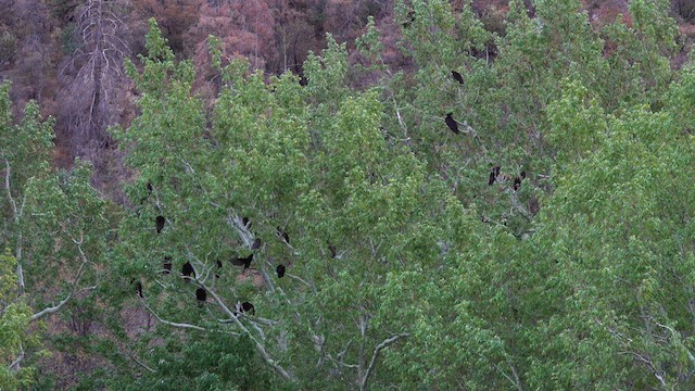 Turkey Vulture - ML635830623
