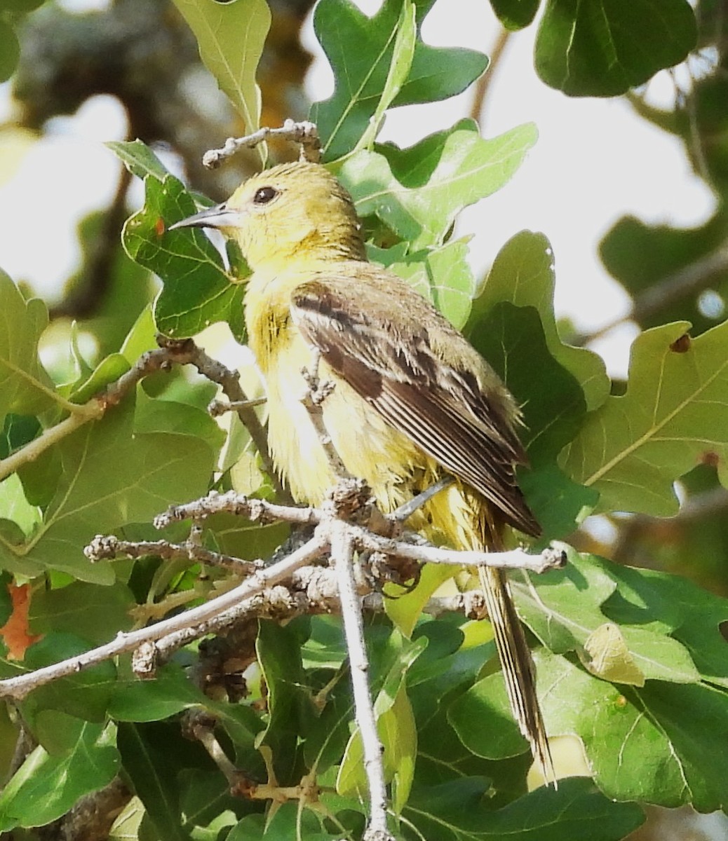 Orchard Oriole - ML635830636