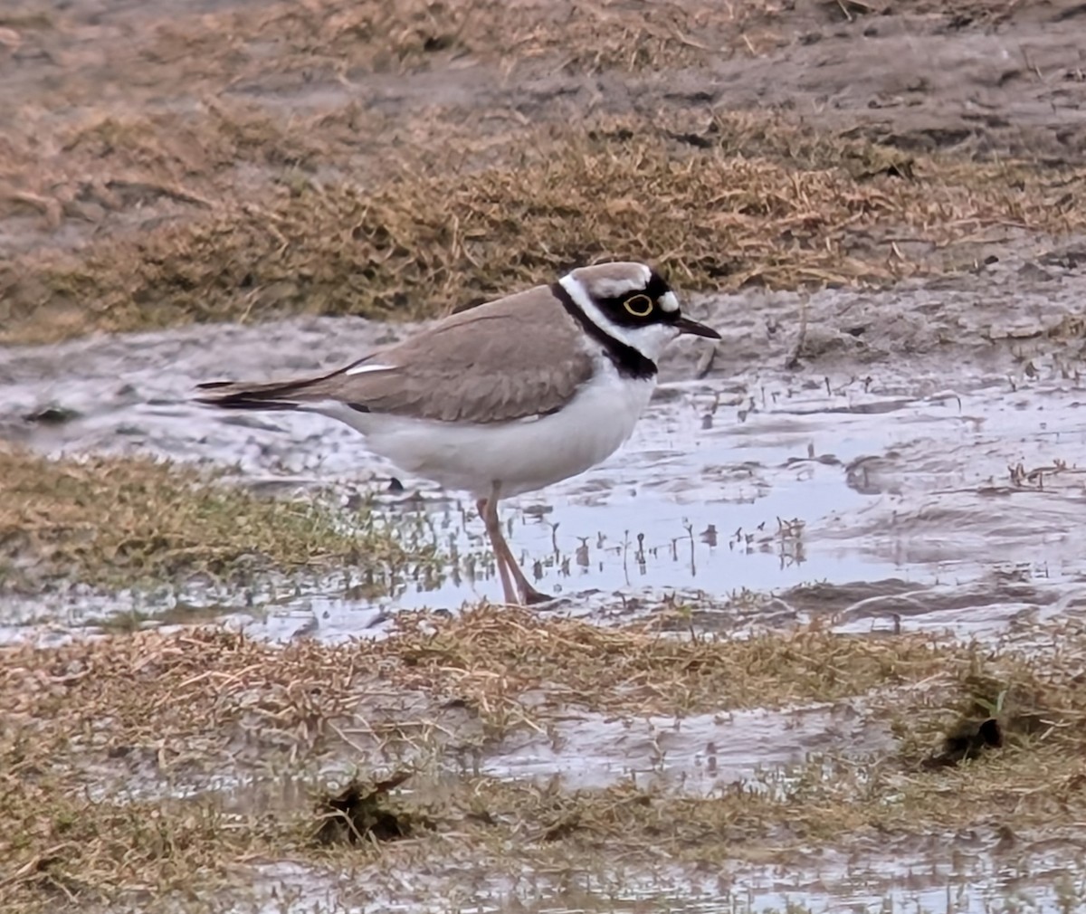 Little Ringed Plover - ML635830846