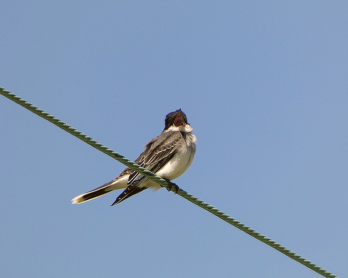 Eastern Kingbird - ML635830872