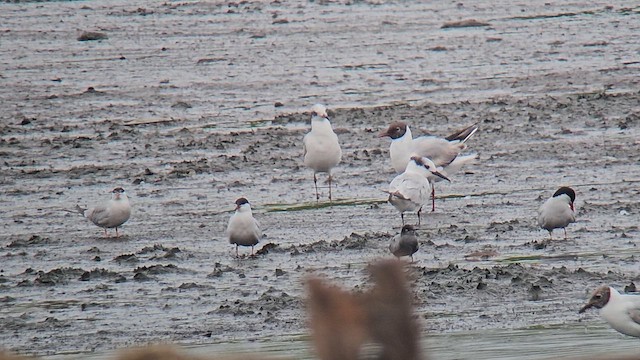 Common Tern - ML635830893