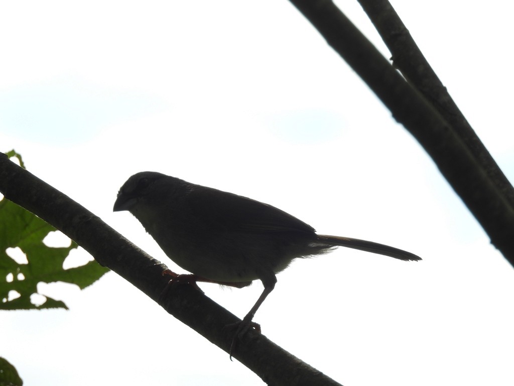 Wing-barred Seedeater (Caqueta) - ML635830937