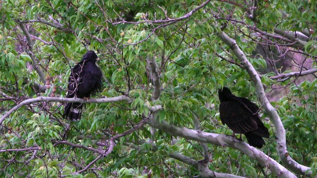 Zone-tailed Hawk - ML635830944