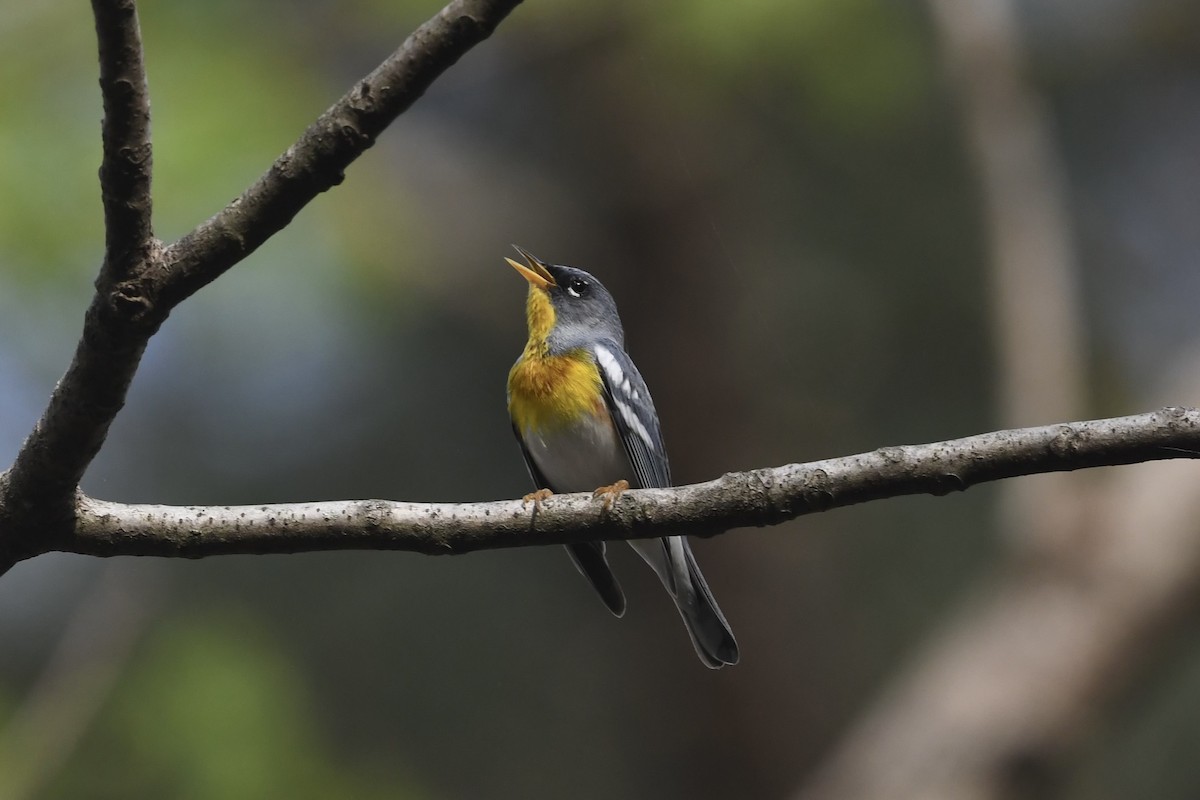 Northern Parula - ML635830958
