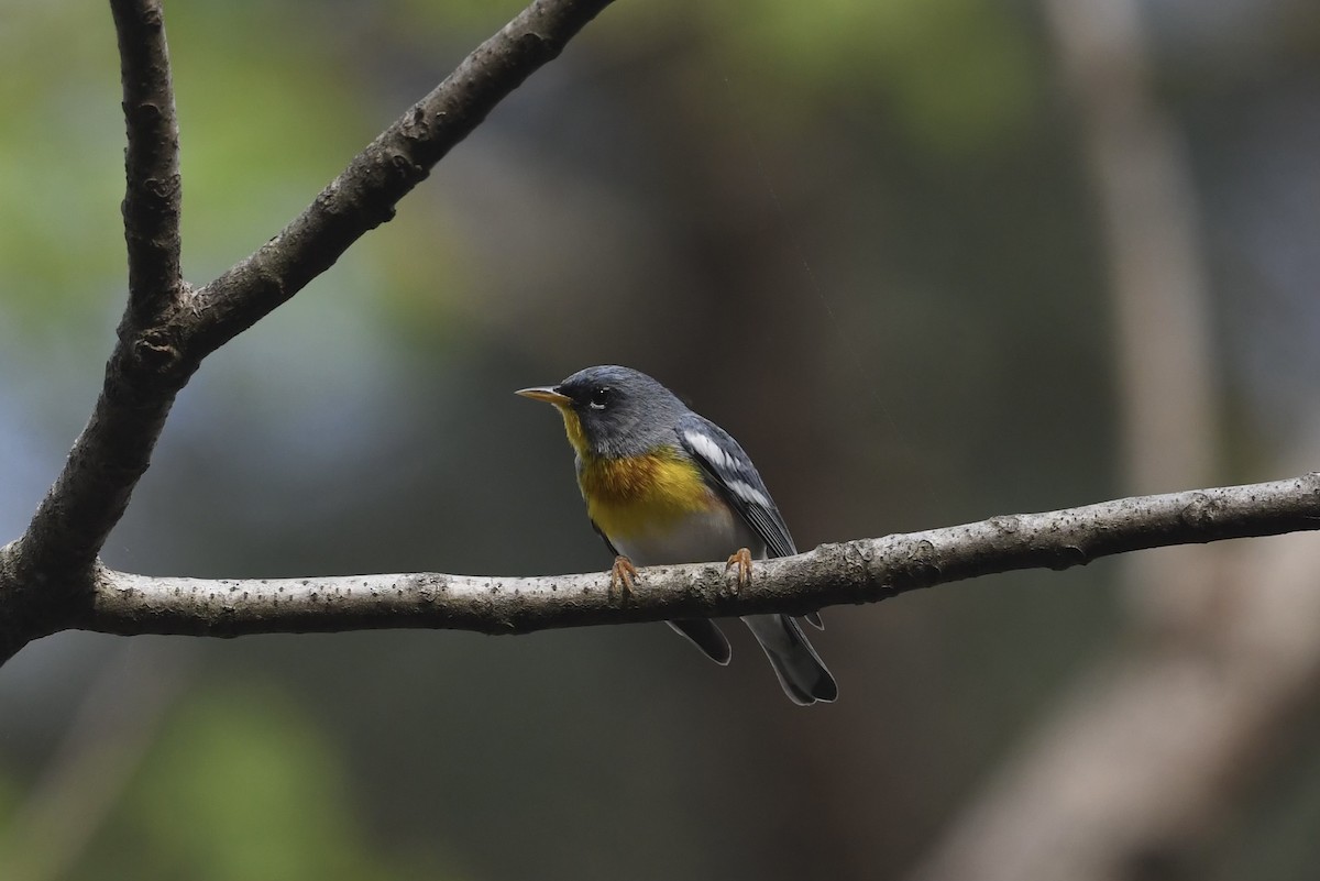 Northern Parula - ML635830959