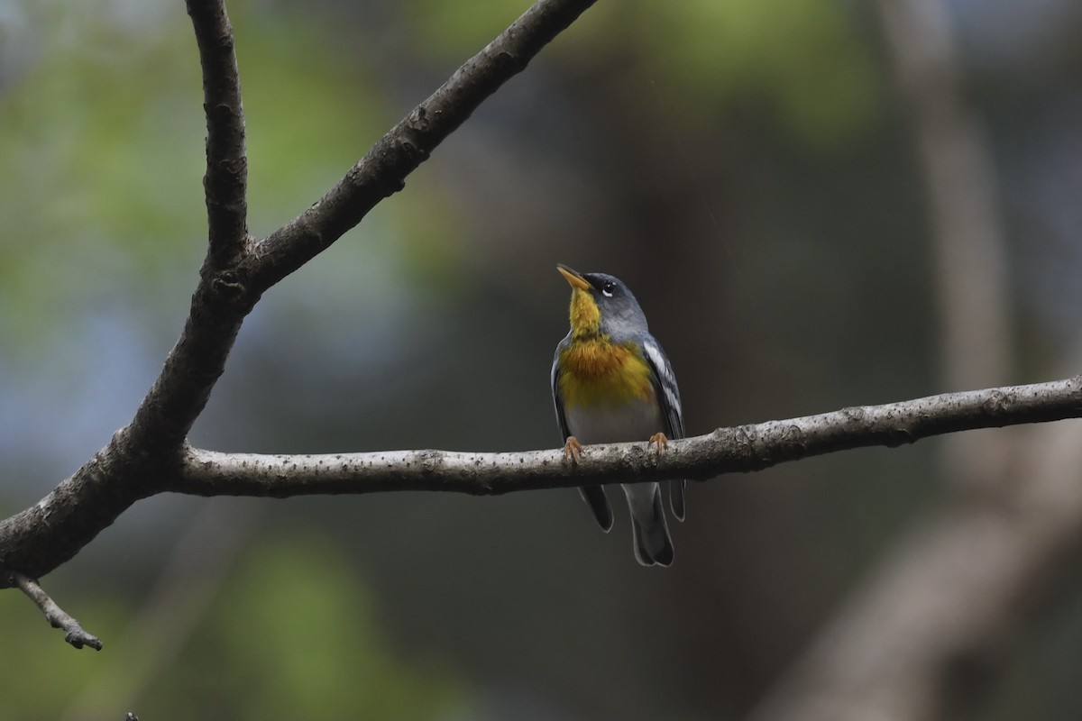 Northern Parula - ML635830960