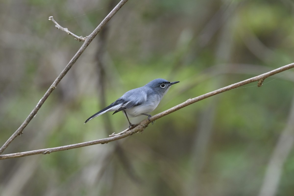 Blue-gray Gnatcatcher - ML635830992