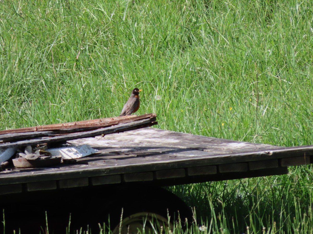 American Robin - ML635831011