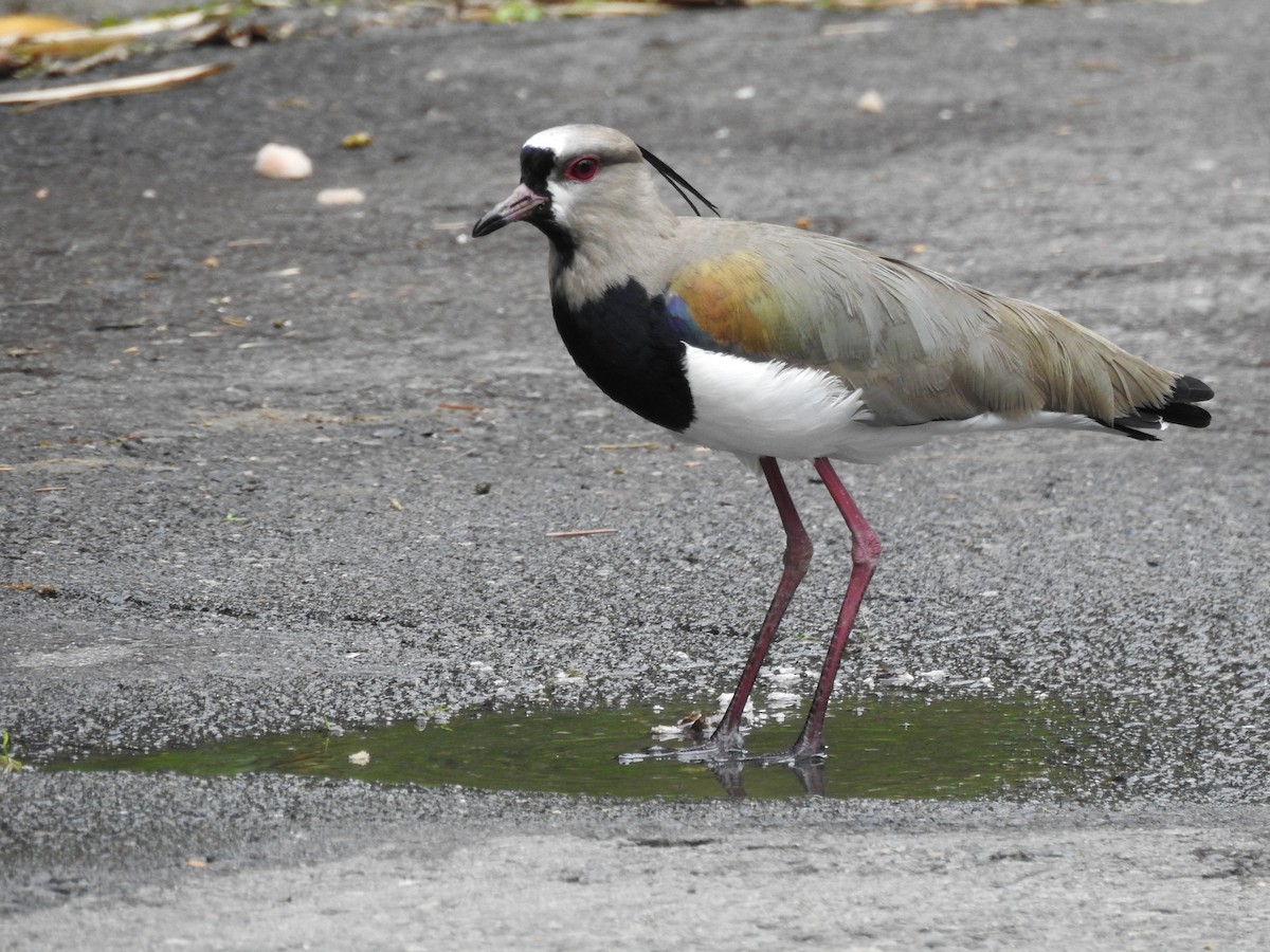 Southern Lapwing - ML635831068
