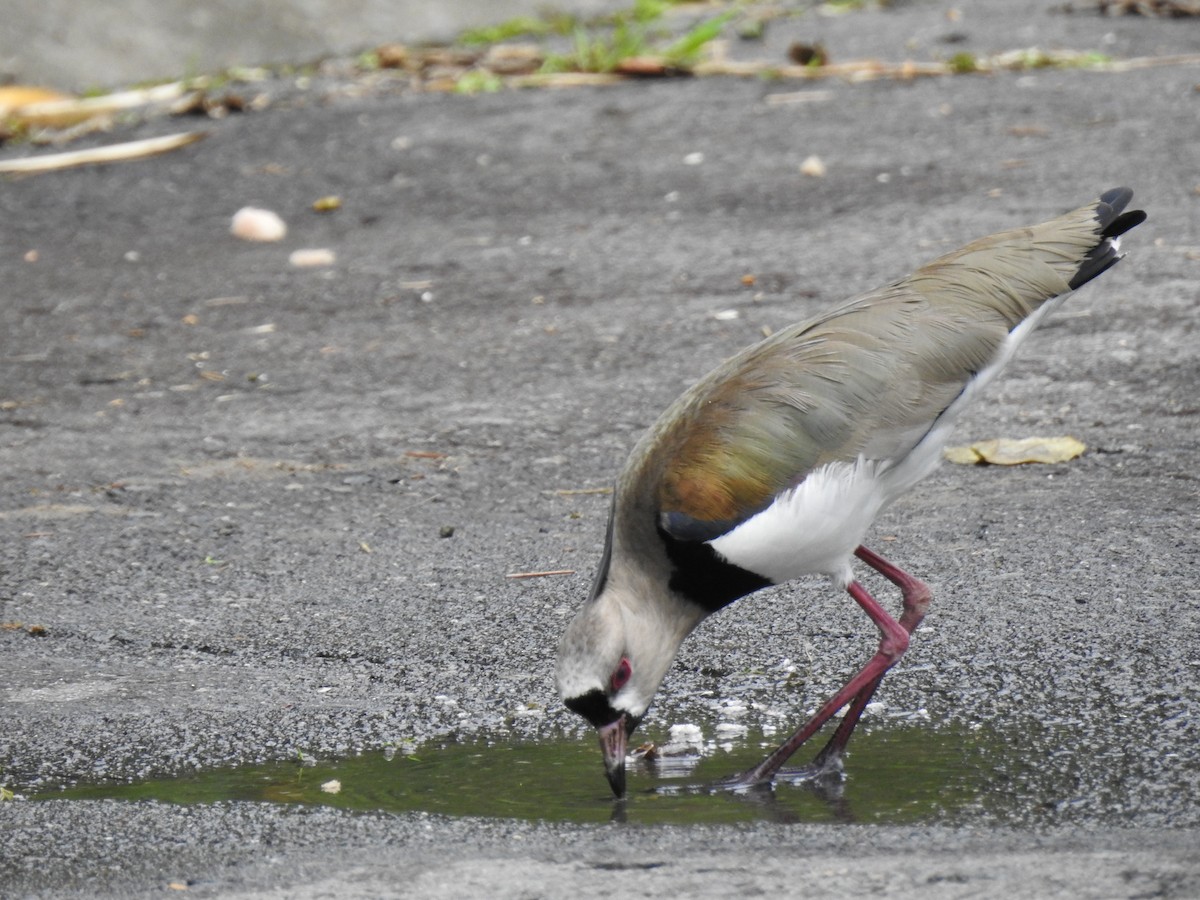 Southern Lapwing - ML635831072
