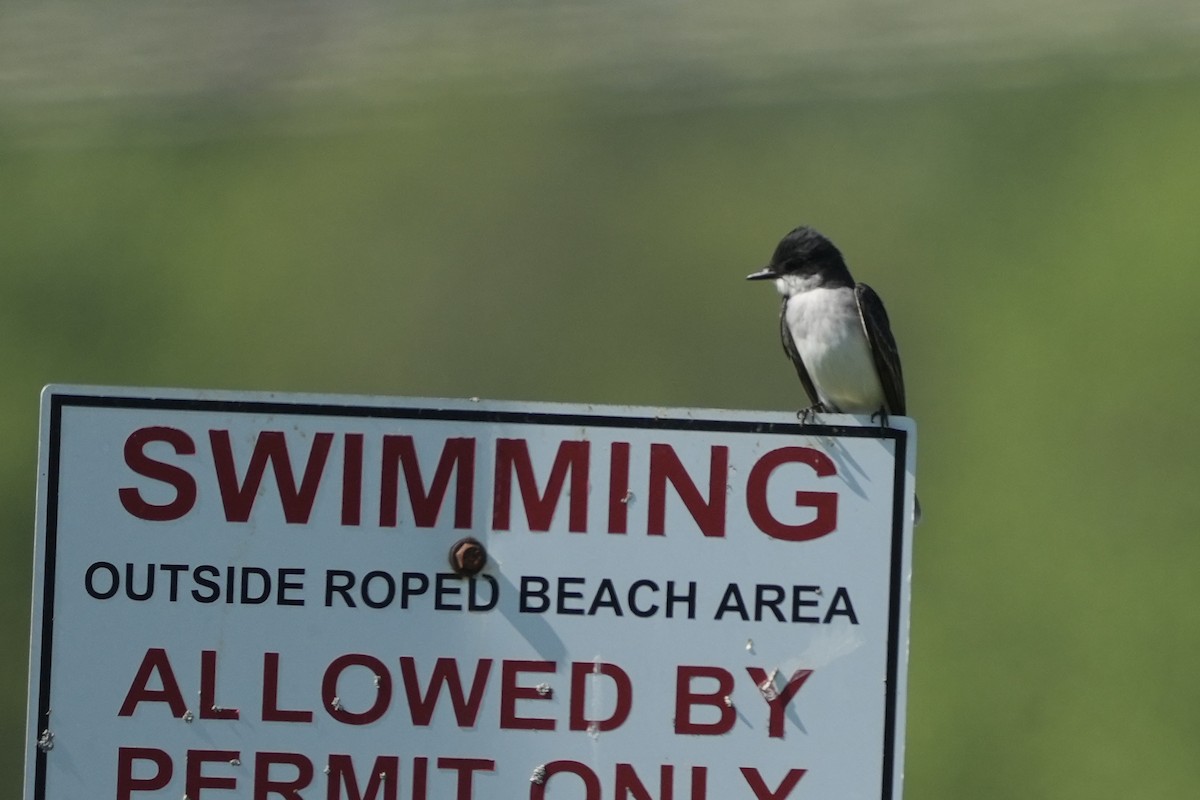 Eastern Kingbird - ML635831081
