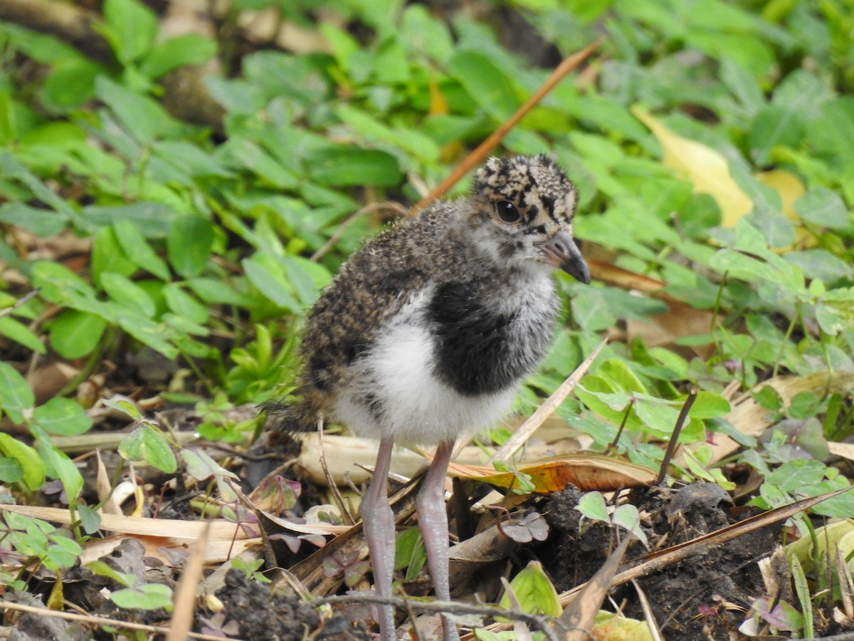 Southern Lapwing - ML635831083