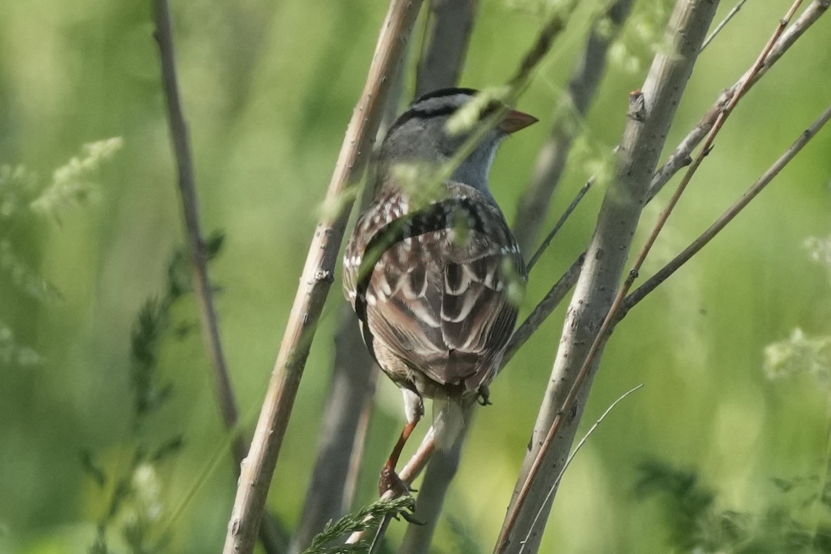 White-crowned Sparrow - ML635831094