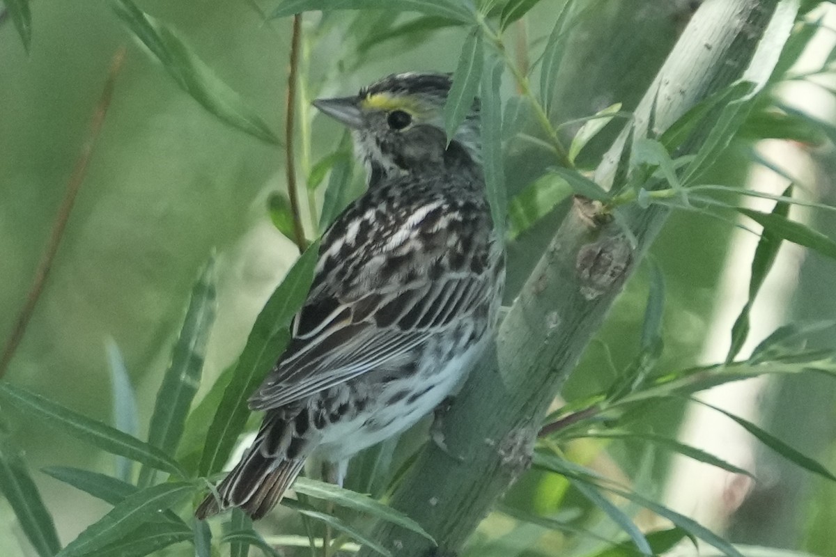 Savannah Sparrow - ML635831104