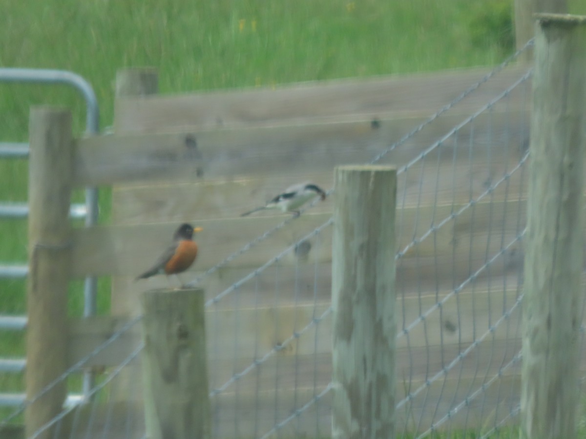 American Robin - ML635831122