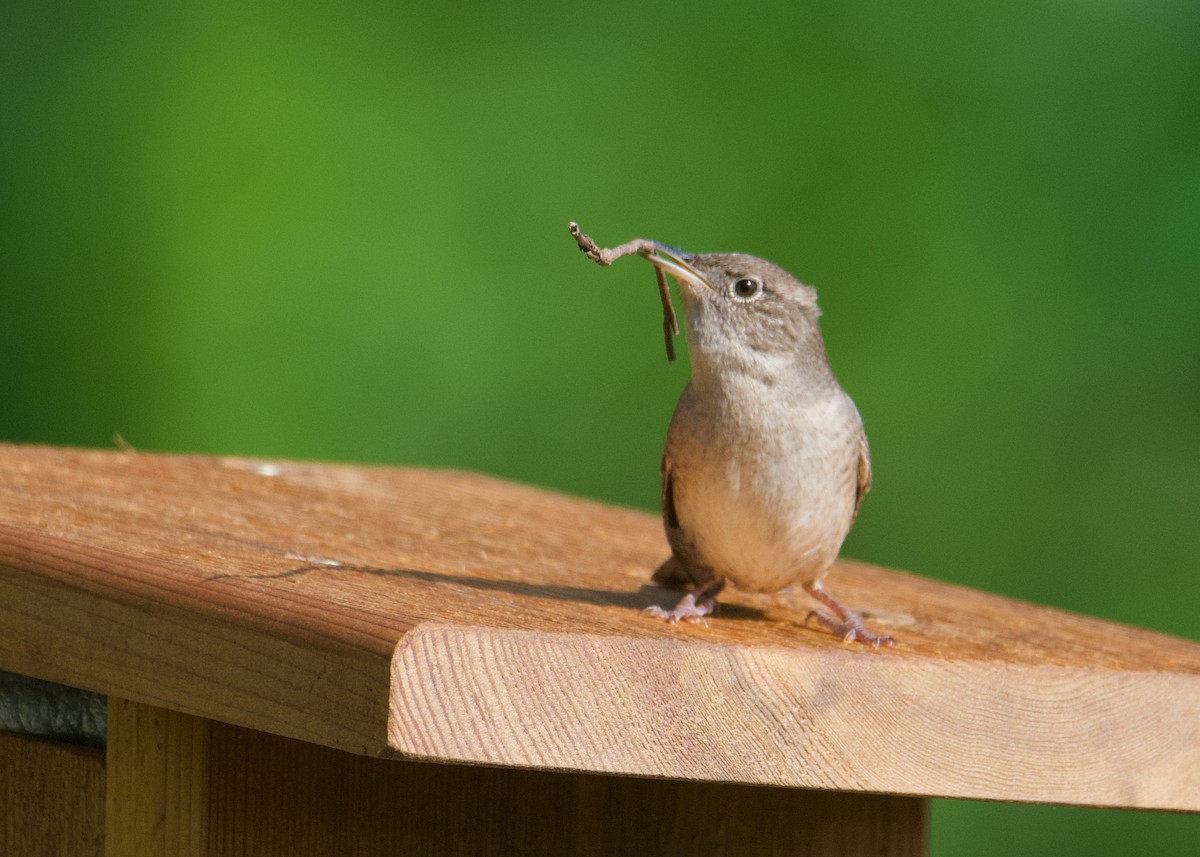 Hauszaunkönig - ML635831329