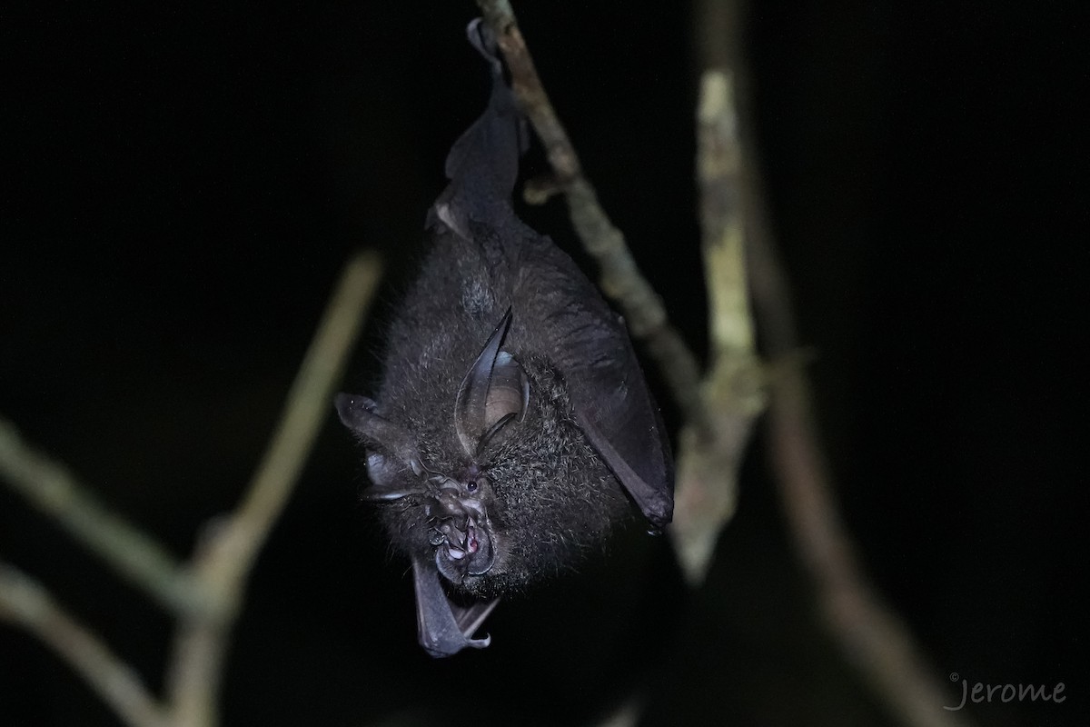 Northern Woolly Horseshoe Bat - ML635831365