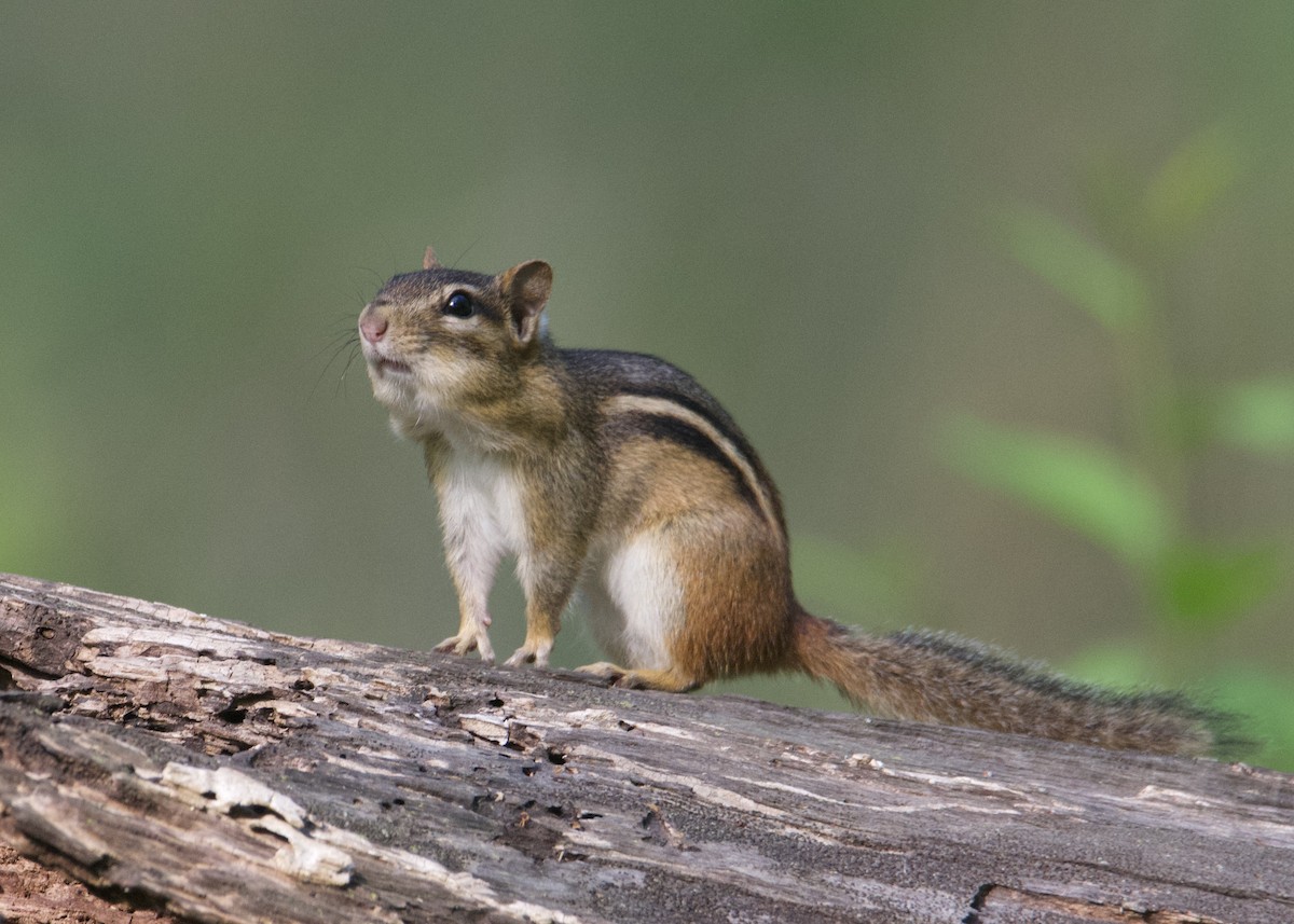 Streifen-Backenhörnchen - ML635831374