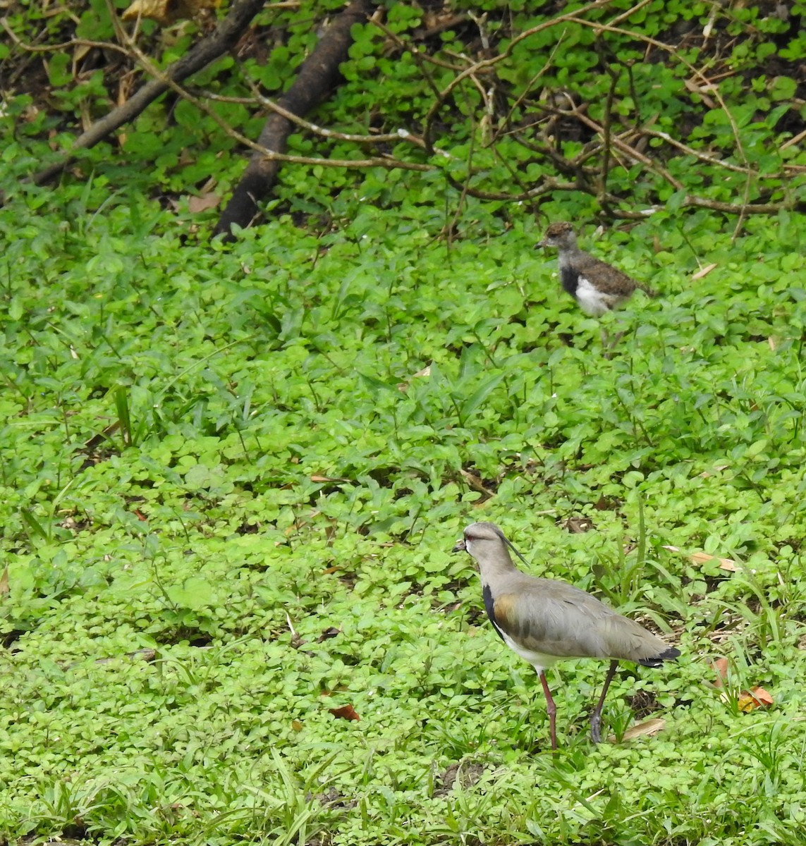 Southern Lapwing - ML635831402