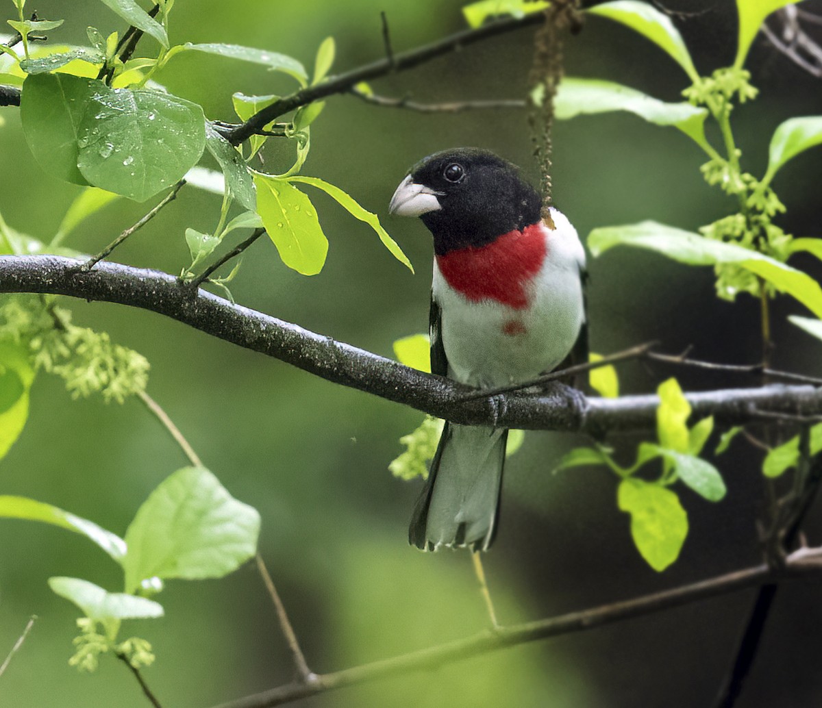 Rose-breasted Grosbeak - ML635831469