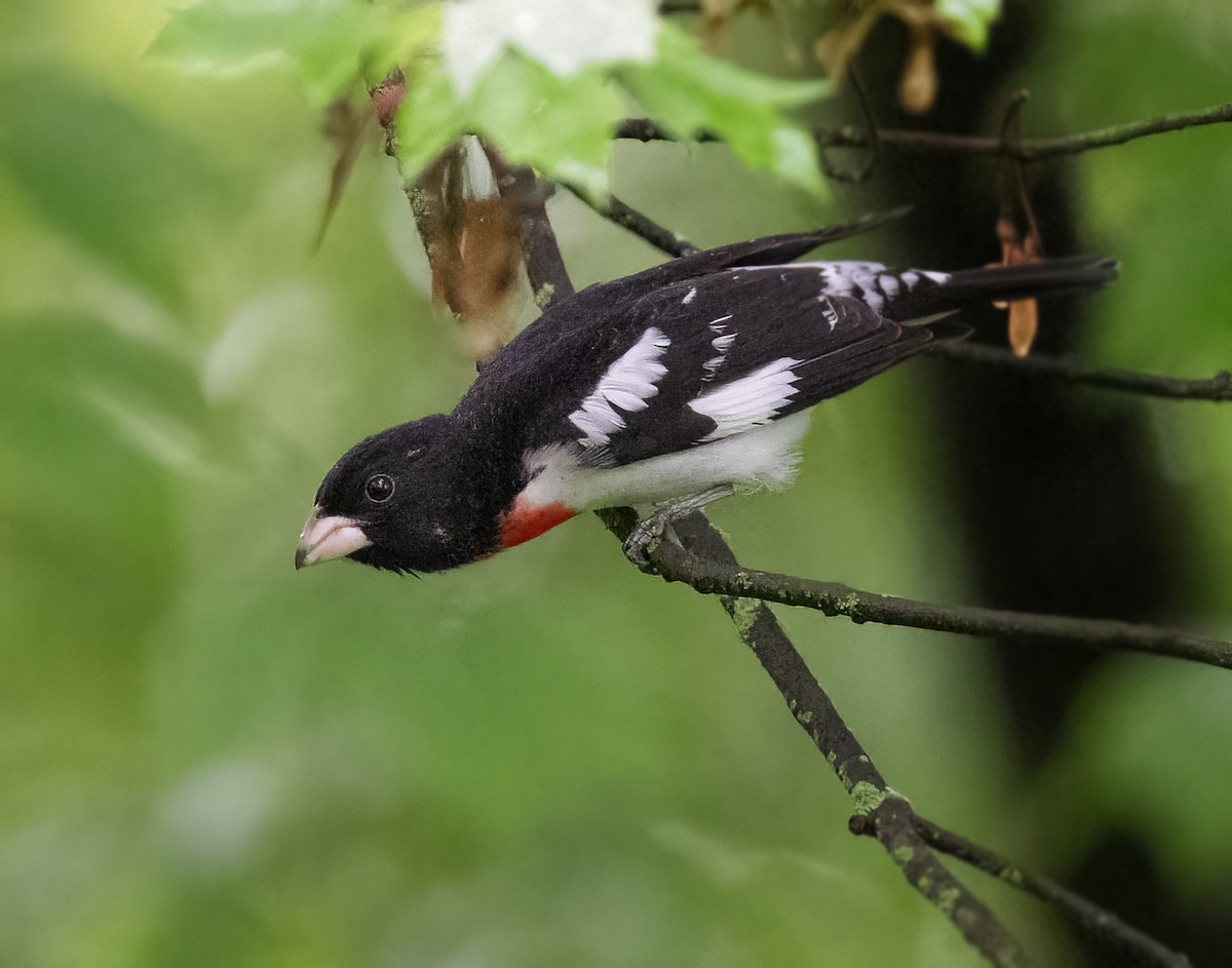 Rose-breasted Grosbeak - ML635831470