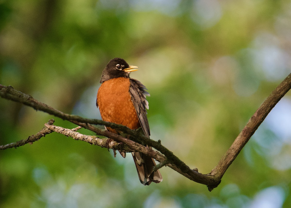 Wanderdrossel - ML635831520