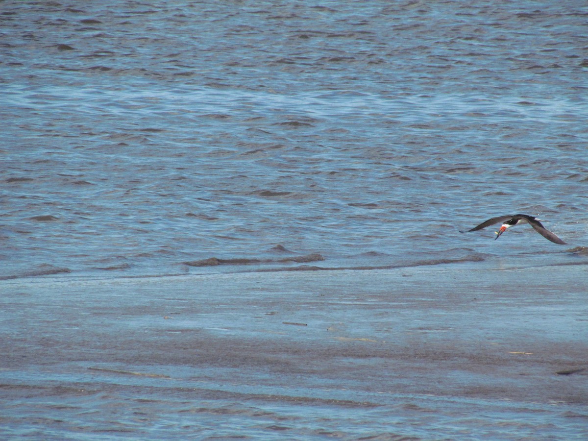 Rayador Americano - ML635831537