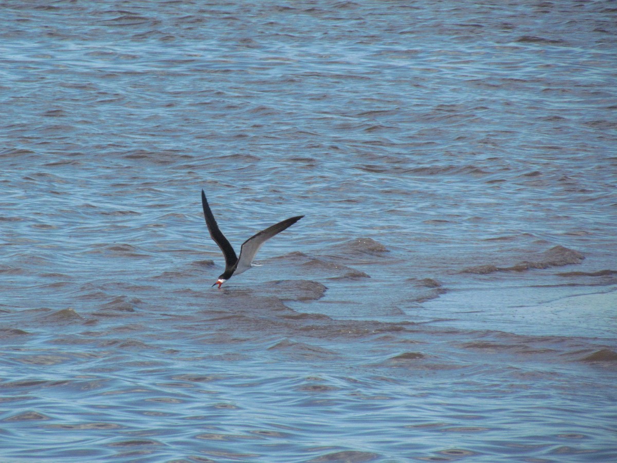 Rayador Americano - ML635831547