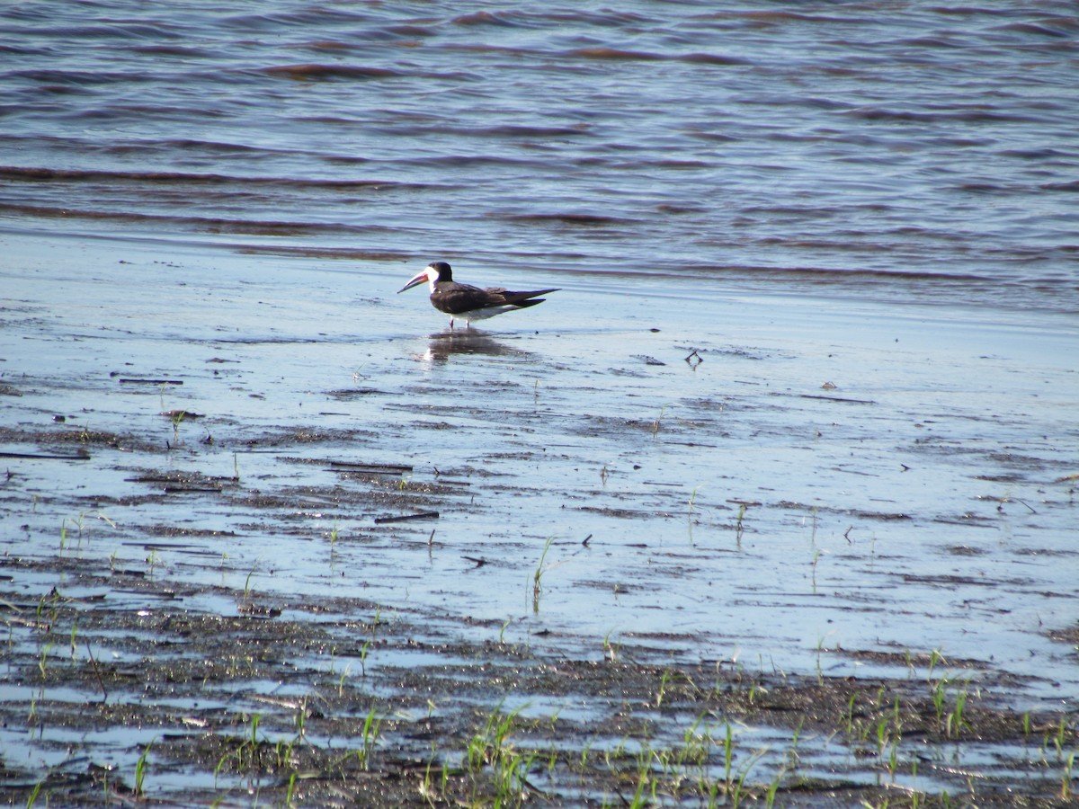 Rayador Americano - ML635831566