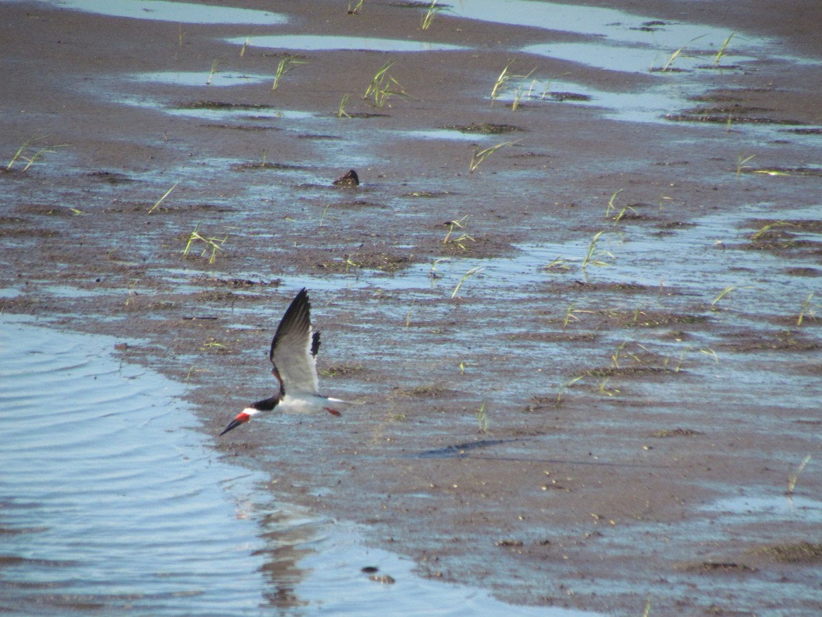 Rayador Americano - ML635831584