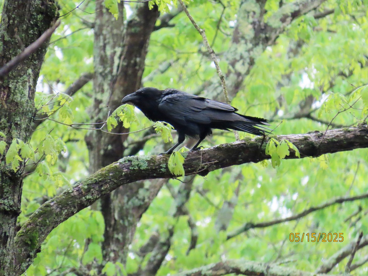 ワタリガラス - ML635831607