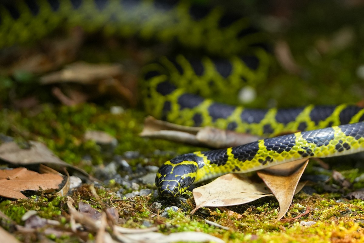 Big-tooth Snake - ML635831708