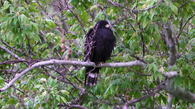 Zone-tailed Hawk - ML635831792